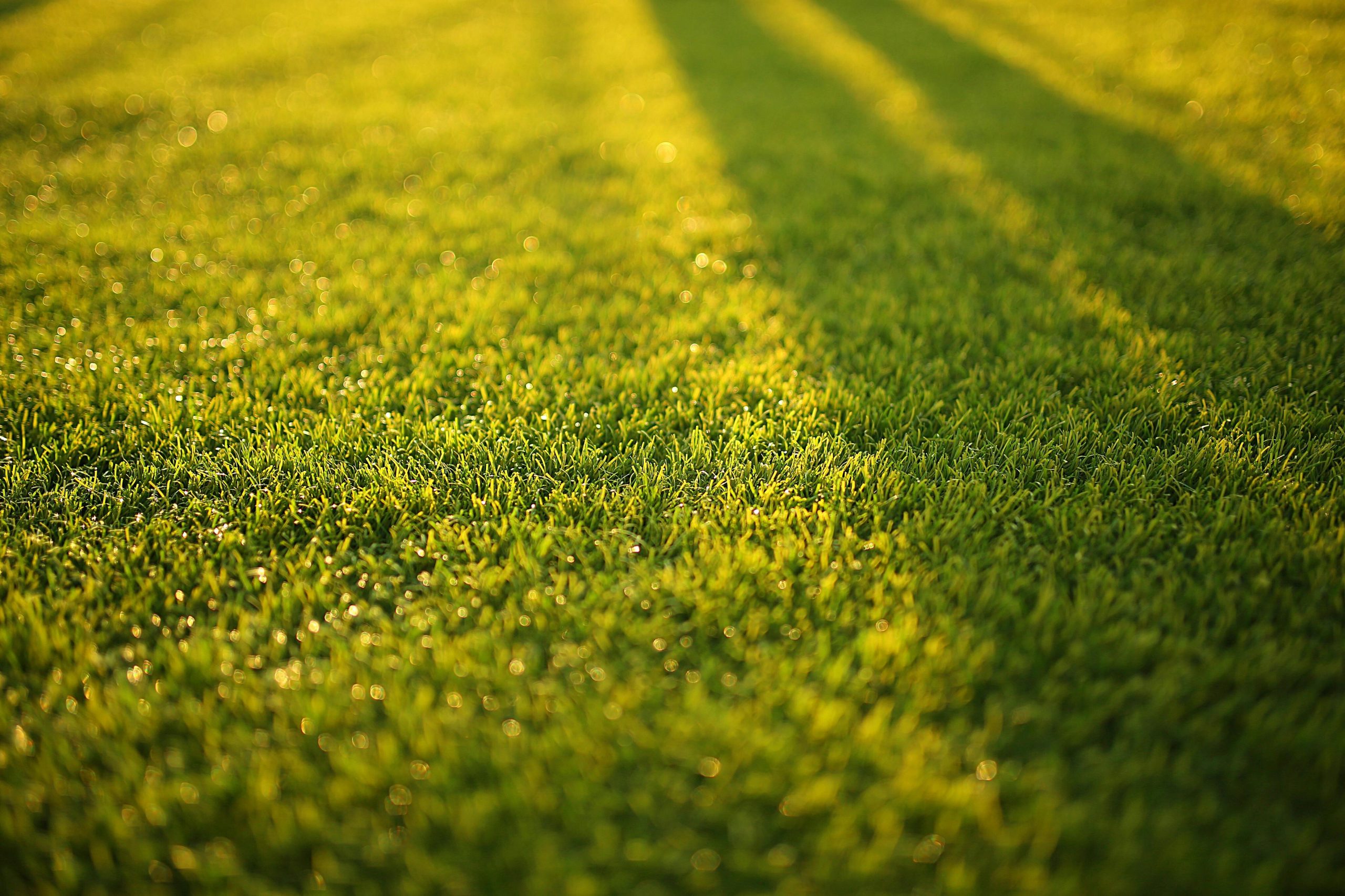 Garden design and maintenance