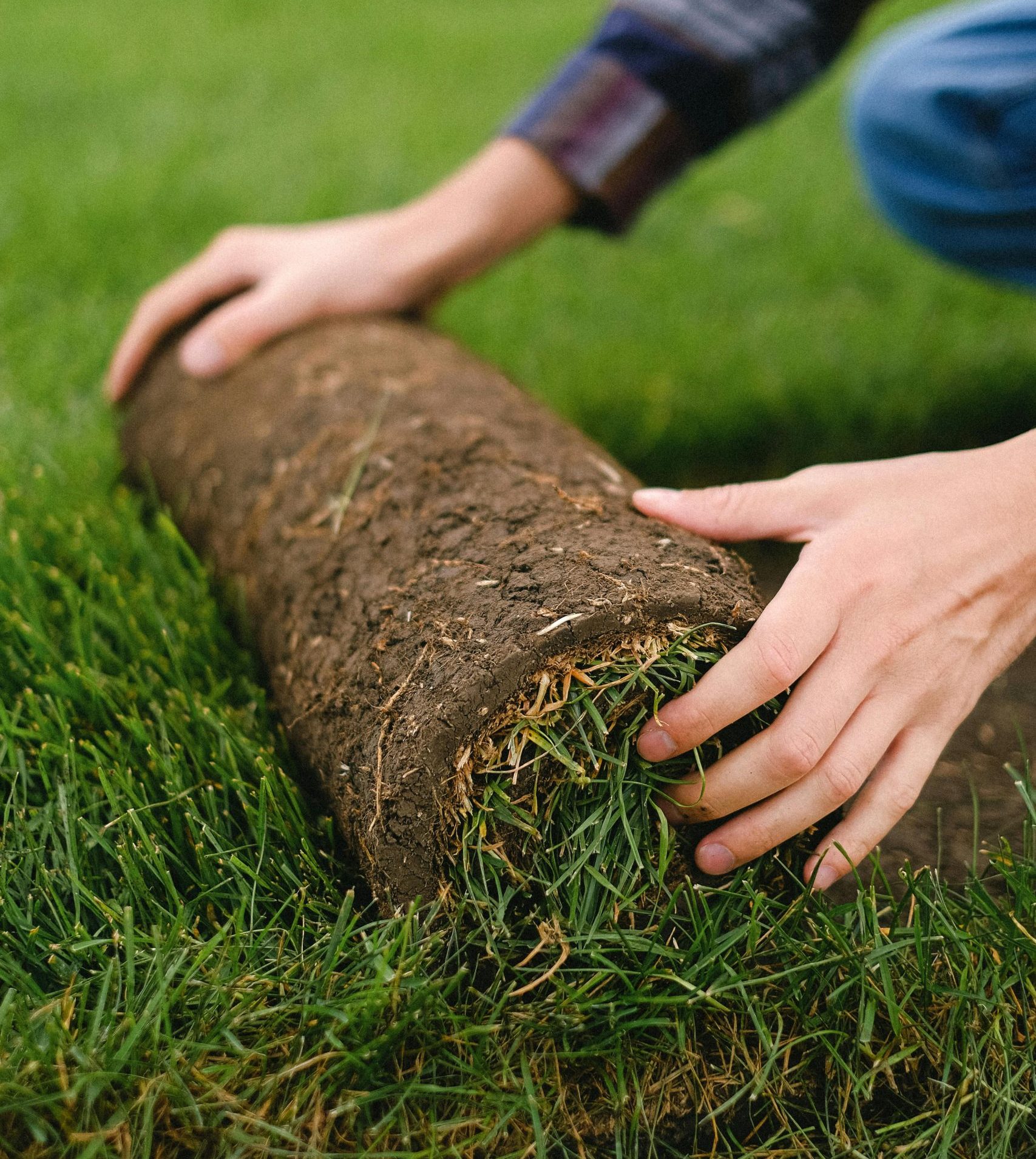 Sod installation