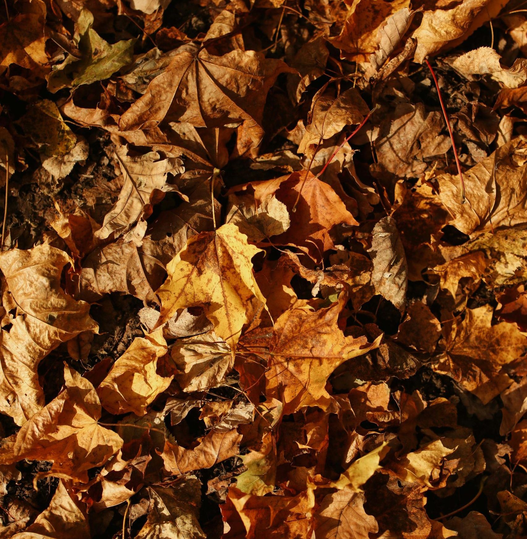 Fall and spring cleanup